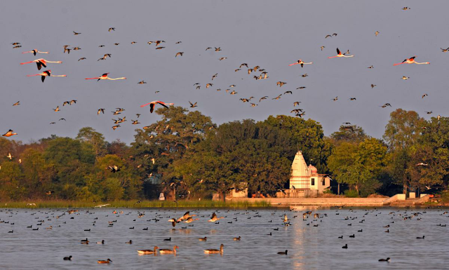 उदयपुर के 'बर्ड विलेज' को वेटलैंड घोषित किया जायेगा।Udaipur's 'bird village' to be declared wetland