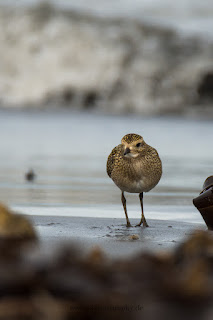 Wildlifefotografie Helgoland Düne Goldregenpfeifer