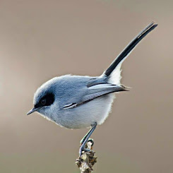 Biodiversidad