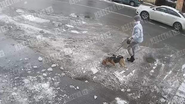 Упавшая глыба льда убила собаку в Петербурге