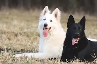 A white German shepherd's temperament