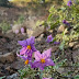 Solanum virginianum