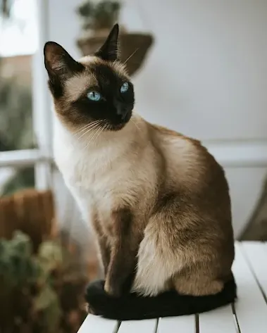 Siamese cats have striking blue eyes and were popular as pets in Versailles