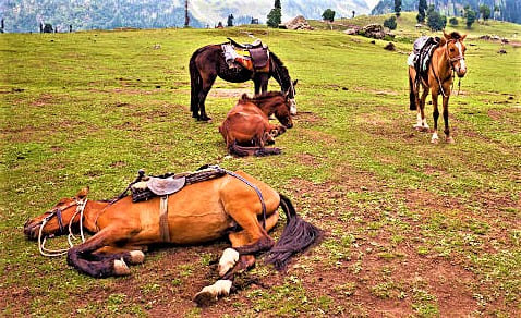 Do Horses Sleep Standing Up?