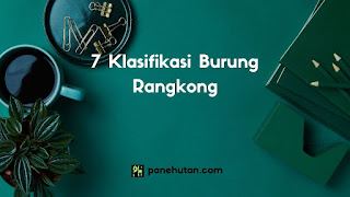 7 Klasifikasi Burung Rangkong