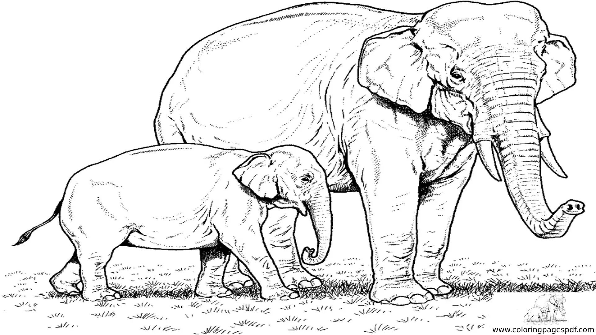 Coloring Pages Of A Baby Elephant With His Mother