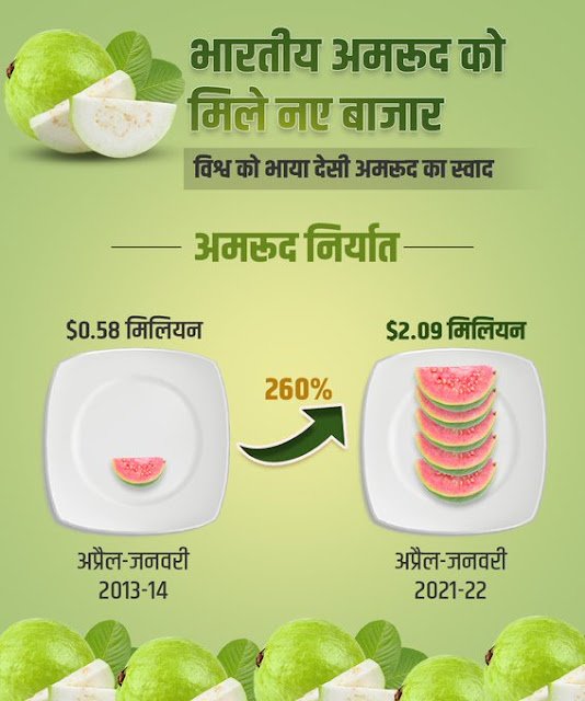 Export Going UP-भारत से अमरूद के निर्यात में हई 260% की वृद्धि