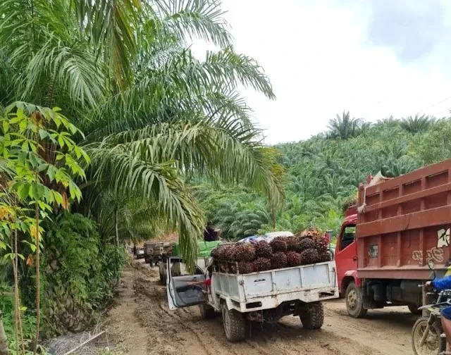 The independent Smallholder Oil Palm Plantations in Jangkang Subdistrict.