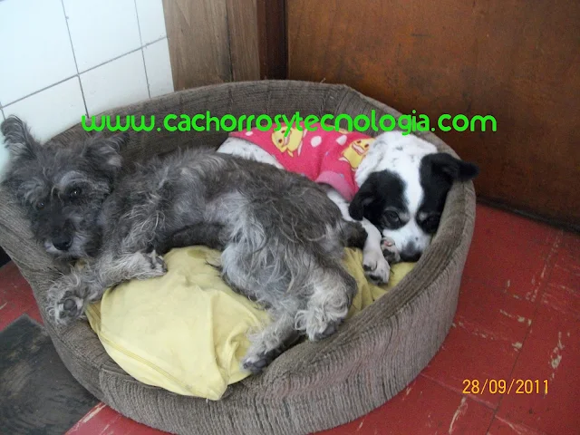 Mis engreidos Q.E.P.D Cachorra