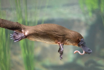 This platypus is eating a worm.