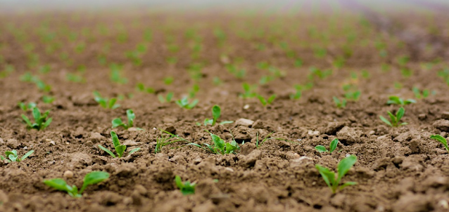  bagi sebagian besar tanaman untuk memastikan pertumbuhan optimal adalah tanah lempung ber Tanah Terbaik untuk Pertumbuhan Tanaman