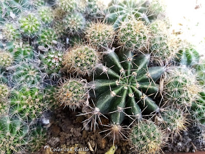 Echinopsis o cactus redondo espinoso