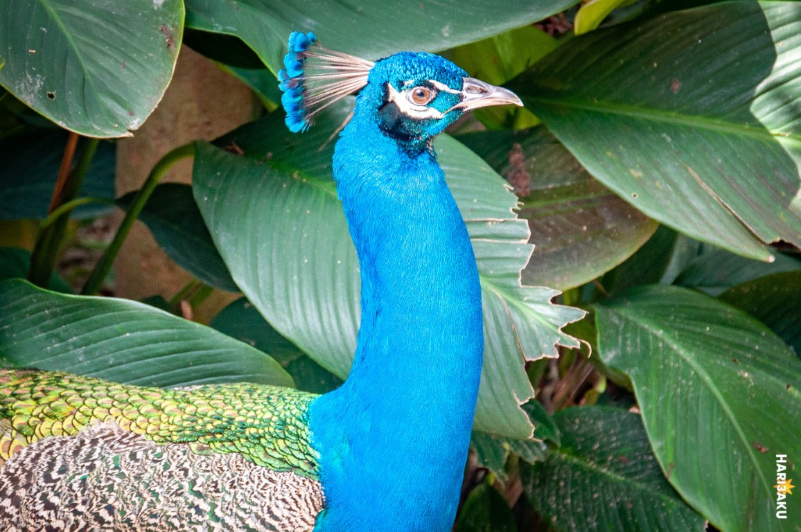 Burung Merak di Taman Burung Zoo Negara