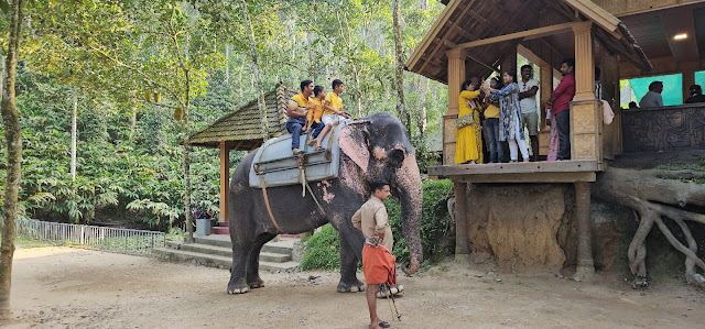 Elephant Junction, a popular spot near Periyar Wildlife Sanctuary, offers renowned elephant rides just 4 km from Kumily Bus Stand. Nestled amid a Spice Plantation, the park allows a unique safari experience surrounded by the scents of spices. Activities at Elephant Junction include bathing and riding elephants, with safaris offering various durations and costs. Thekkady, featuring attractions like Periyar Boat Cruise, Bamboo Rafting, and Trekking, complements the elephant adventures. Experience Kerala raises concerns about animal cruelty. Operating from 8 AM to 6 PM, Elephant Junction caters to varied preferences, drawing positive reviews.