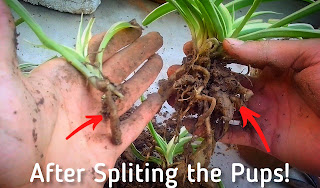 How-to-propagate-mandarin-spider-plant
