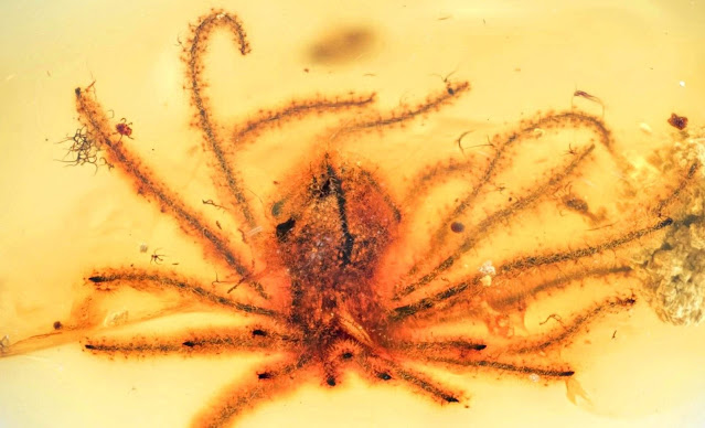 Scientists Discover 100-Million-Year-Old Fossil Flowers Preserved in Amber