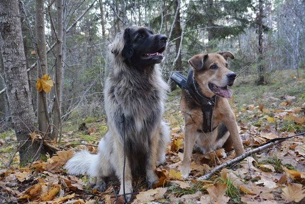 leonberger