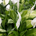 Top 10 Indoor Plants