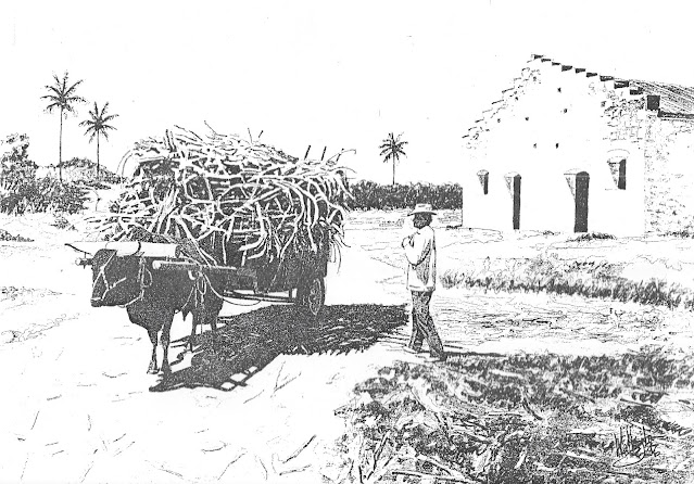 Black and white scan of a watercolour of a evenly-loaded ox-drawn cart, "Le chargement équilibré," by William Walkington in 1996