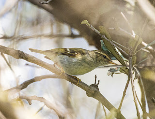 Yellow-browed Warbler - Greece Bird Tours