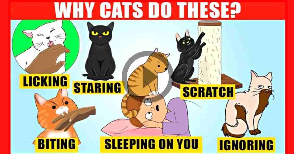 The Meaning Behind 14 Strangest Cat Behaviors