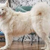 5 Most expensive dogs in the world that are incredibly charming