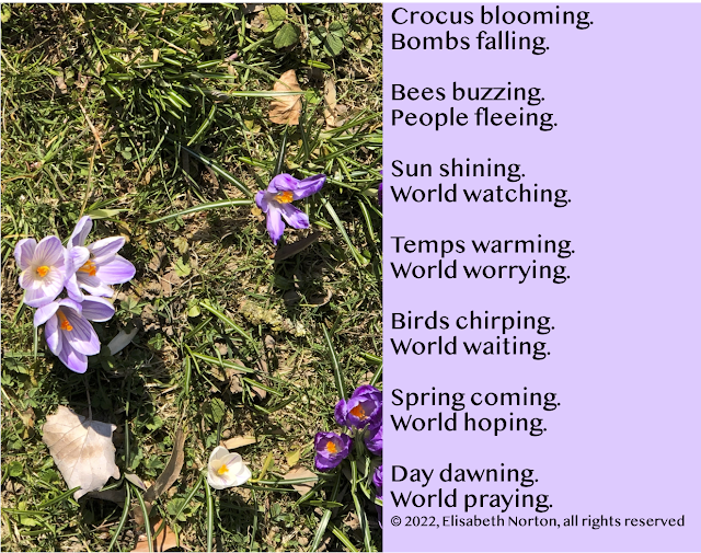Picture of white and purple crocuses blooming in the grass. Poem reads: Crocus blooming. Bombs falling.  Bees buzzing. People fleeing.  Sun shining. World watching.  Temps warming. World worrying.  Birds chirping.  World waiting.  Spring coming.  World hoping.  Day dawning. World praying. © 2022, Elisabeth Norton, all rights reserved