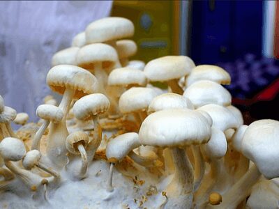 Mushroom business cost | Mushroom business | Biobritte mushroom business 