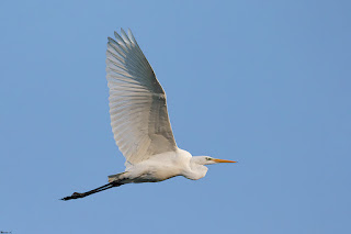 garceta-grande-ardea-alba-