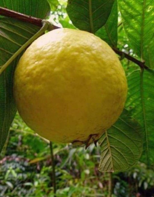 अमरूद (Psidium Guajava) के फायदे, उपयोग और पोषक तत्व