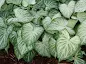 Caladium White Diamond care