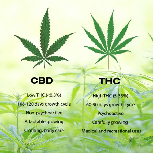 THC And CBD