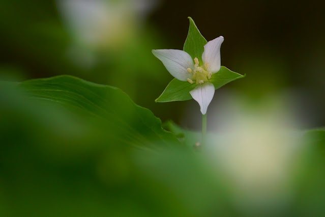 Trillium tschonoskii