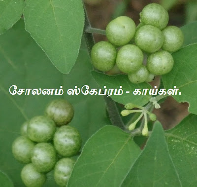 Solanum scabrum green fruits