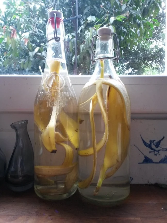 L’eau de banane, un très bon engrais