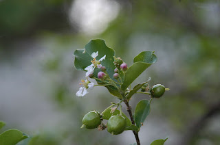 Flor da acerola