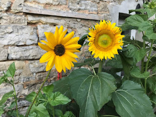 two sunflower at a fairfaced rough-hewed brickwork