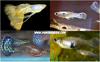 ukuran ikan guppy