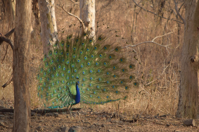 Bor Jungle Safari