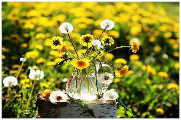 Фото лета в России / Photo of summer in Russia