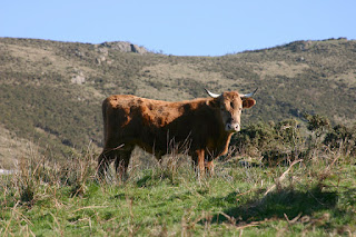 pays basque animal vache