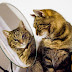 Πώς αντιμετωπίζουν οι γάτες τον καθρέπτη;