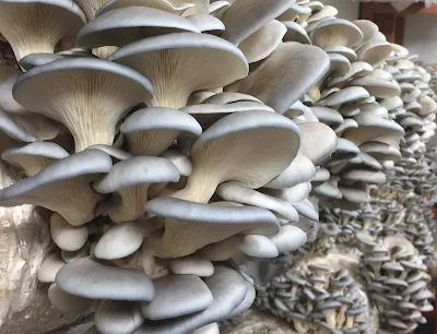 Mushroom cultivation training in Egypt