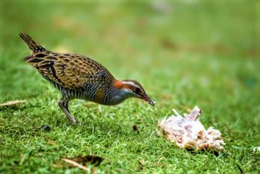 Are Birds Omnivores?