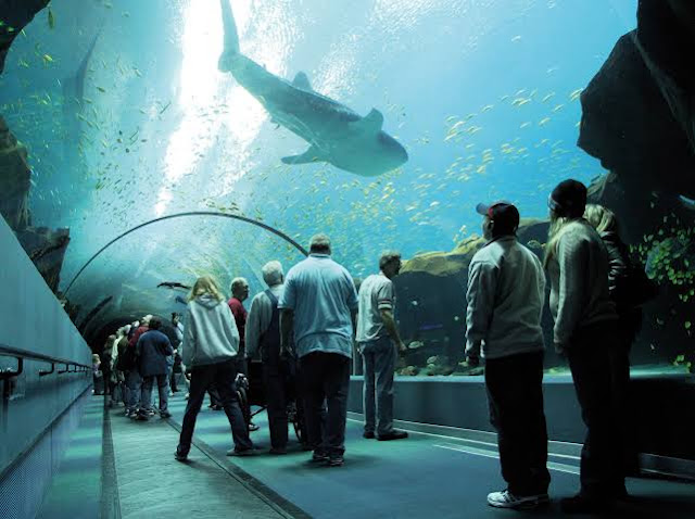 One of the largest aquarium in the world is Georgia Aquarium.