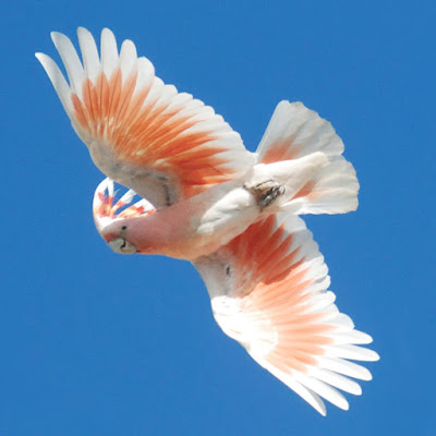 cockatoo