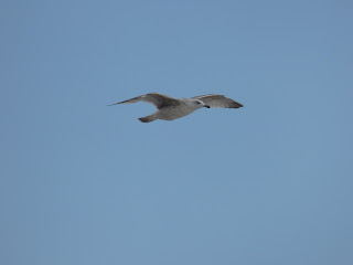 Herring Gull flying