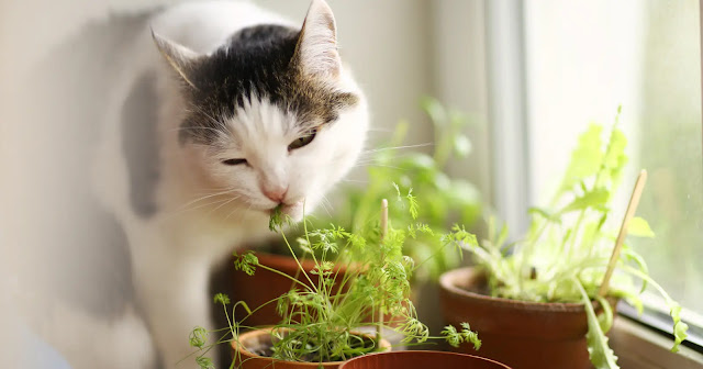 comment-empecher-un-chat-daller-dans-les-plantes