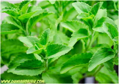 daun tanaman stevia