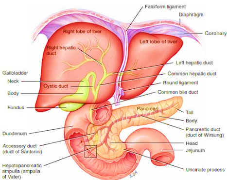 The Pancreas Human Anatomy and Physiology D. Pharm Class Notes